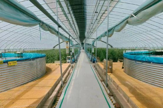 農(nóng)政齊民 以魚菜共生智慧工廠，書寫城市菜籃子保供新篇章